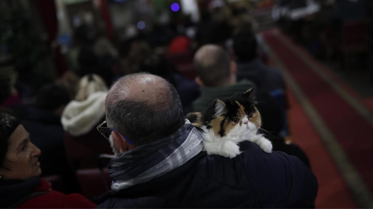 İspanya'da evcil hayvanlar kutsandı